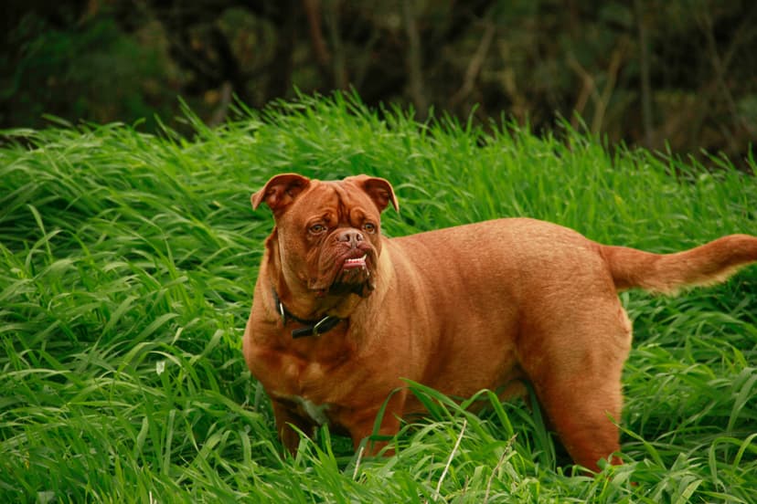 Un Dogue de Bordeaux