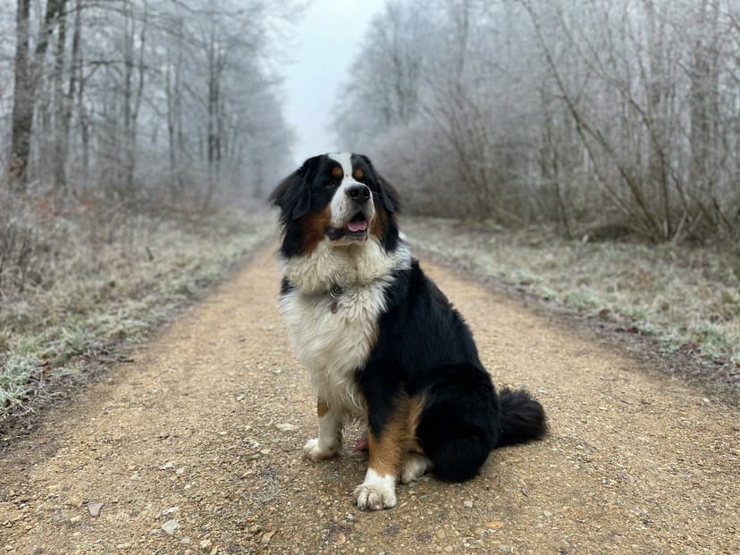 Un Bouvier Bernois