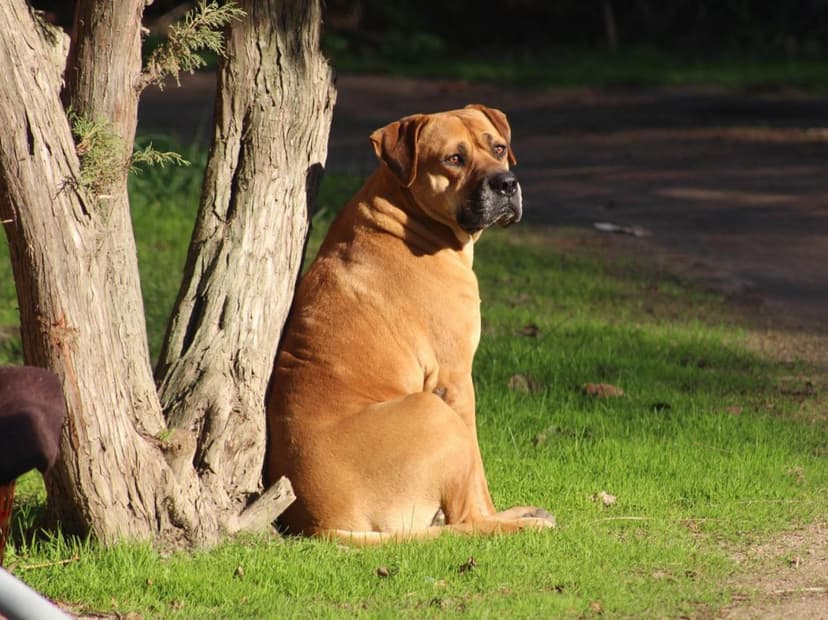 Un Mastiff Anglais