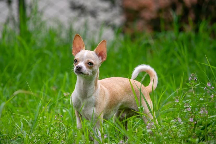 Un Chihuahua