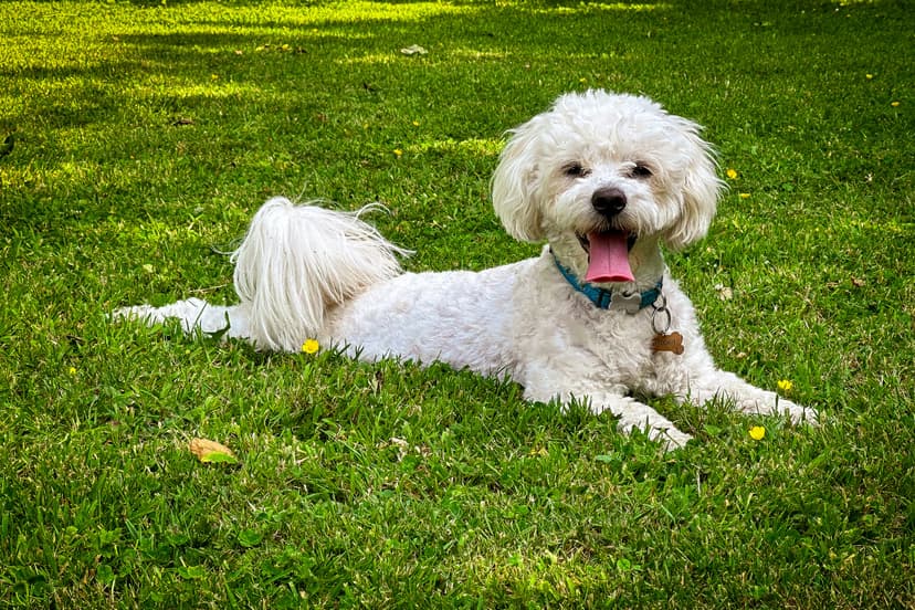 Un Bichon Maltais