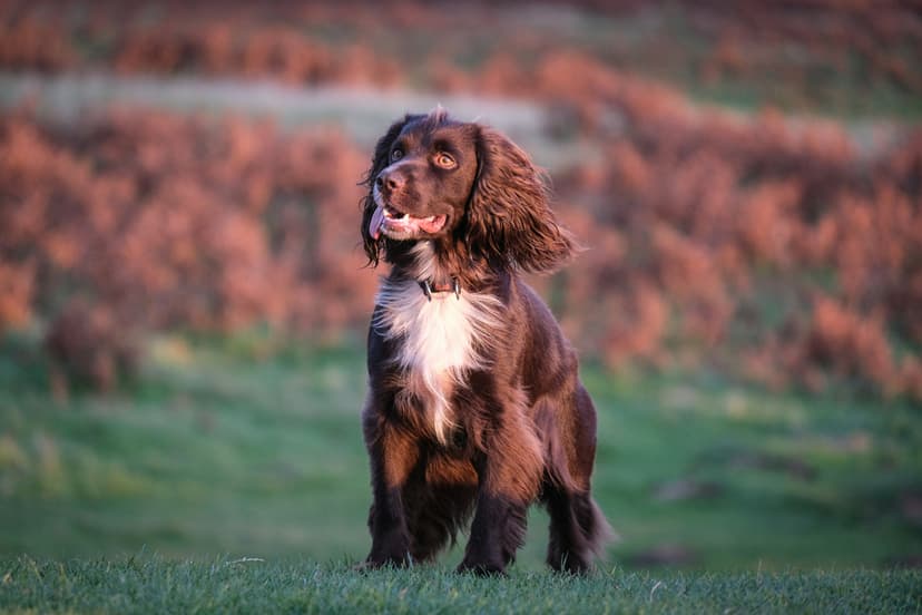 Un Cavalier King Charles Spaniel