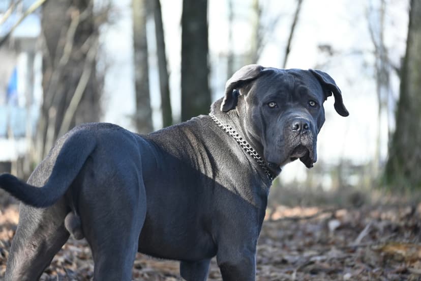 Un Dogue Allemand