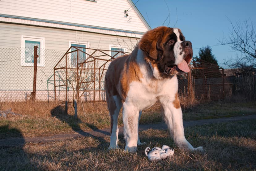 Un Saint-Bernard