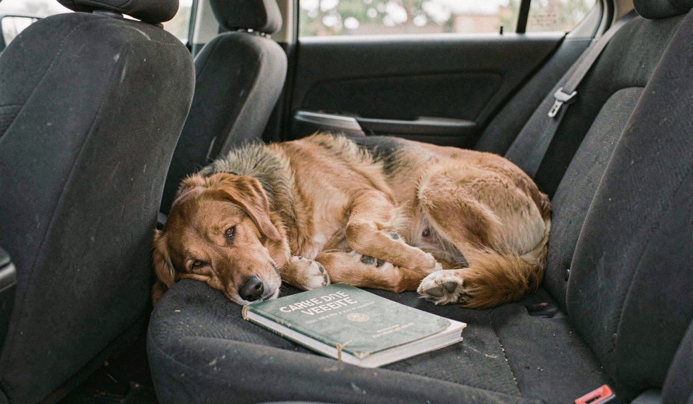 Un chien se repose dans une voiture garée à l’ombre après une visite, son carnet de santé fermé est posé sur le siège.