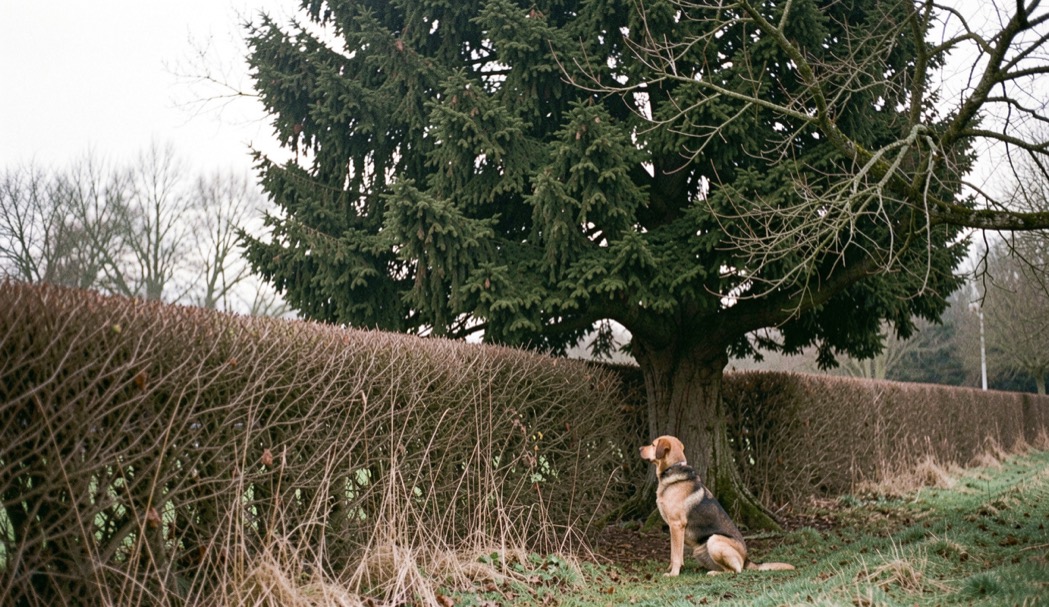Un chêne vert au feuillage persistant sombre se détache dans une haie bocagère en hiver, un chien observant au pied de la haie.