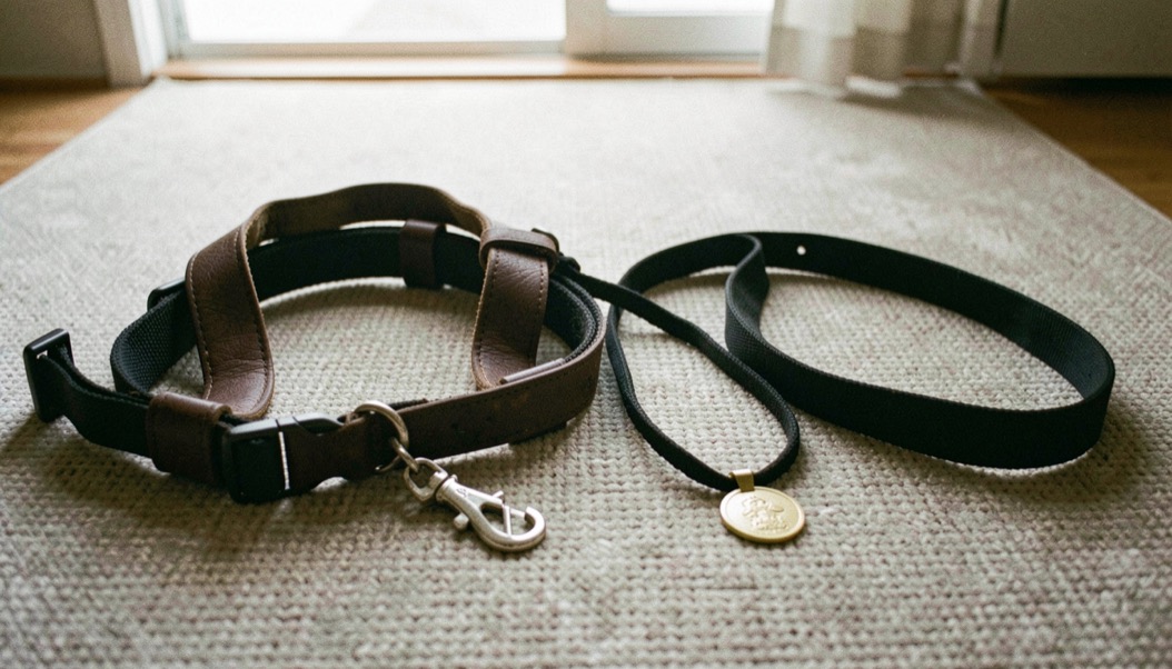 Un harnais bien ajusté et un collier simple sont posés côte à côte sur un tapis, avec une laisse et une médaille prêtes pour la sortie.
