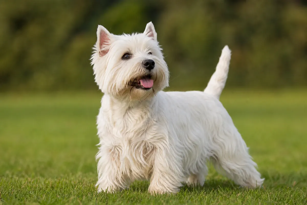 West Highland white terrier se tenant fièrement sur l'herbe par une journée ensoleillée