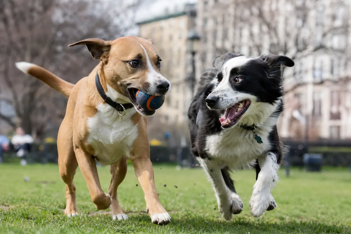 Deux chiens jouant ensemble avec un ballon dans un parc urbain ensoleillé